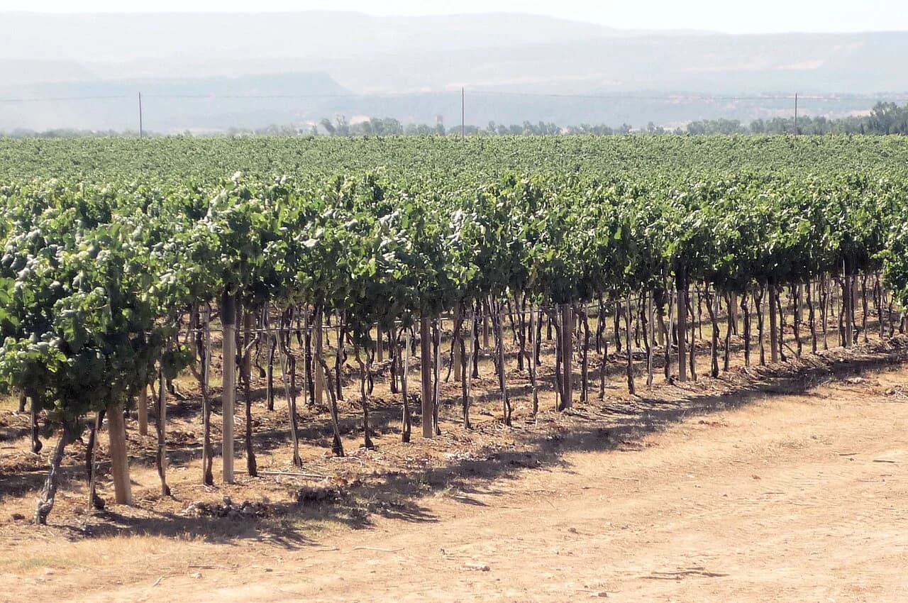 Domaine viticole Sella & Mosca près d’Alghero